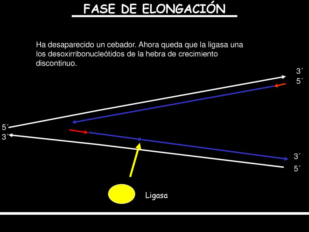 FASE DE ELONGACIÓN Ha desaparecido un cebador. Ahora queda que la ligasa una los desoxirribonucleótidos de la hebra de crecimiento discontinuo.