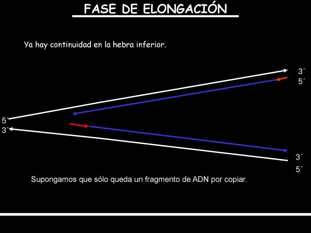 FASE DE ELONGACIÓN Ya hay continuidad en la hebra inferior. 3´ 5´ 5´