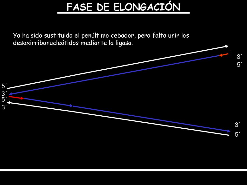 FASE DE ELONGACIÓN Ya ha sido sustituido el penúltimo cebador, pero falta unir los desoxirribonucleótidos mediante la ligasa.