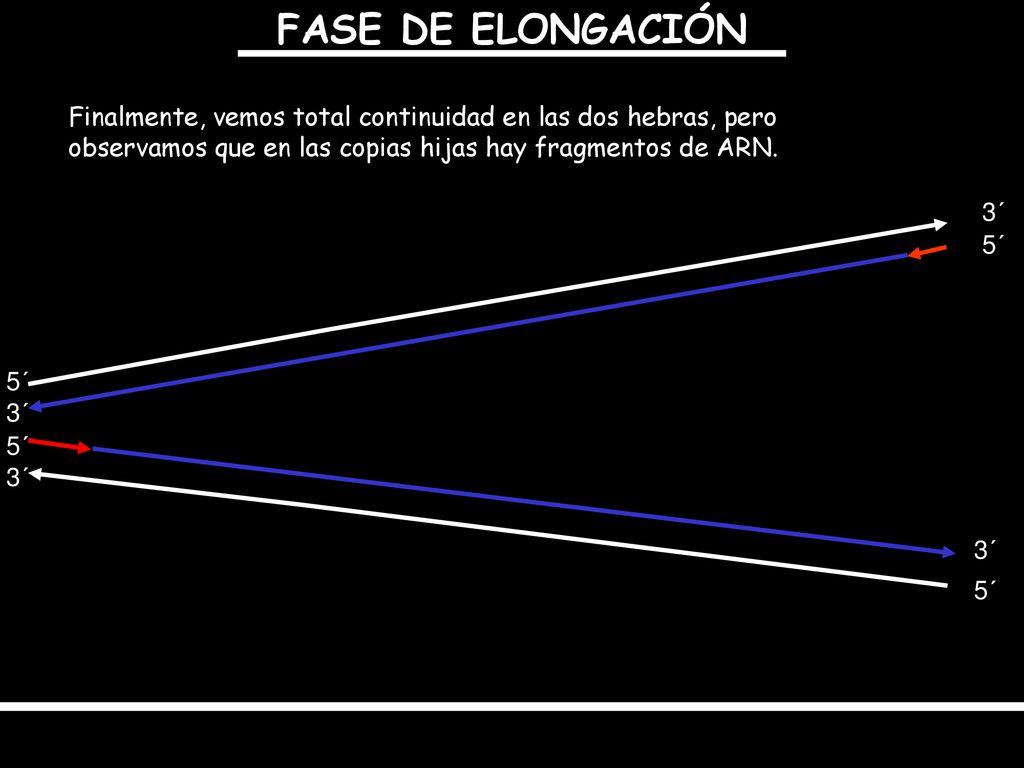 FASE DE ELONGACIÓN Finalmente, vemos total continuidad en las dos hebras, pero observamos que en las copias hijas hay fragmentos de ARN.