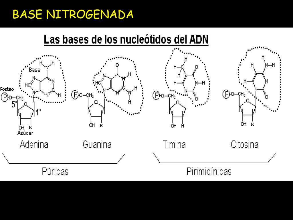 BASE NITROGENADA Son compuestos organicos ciclicos que tienen 2 o mas N. Se asocian al carbono en posición 1 del azúcar.