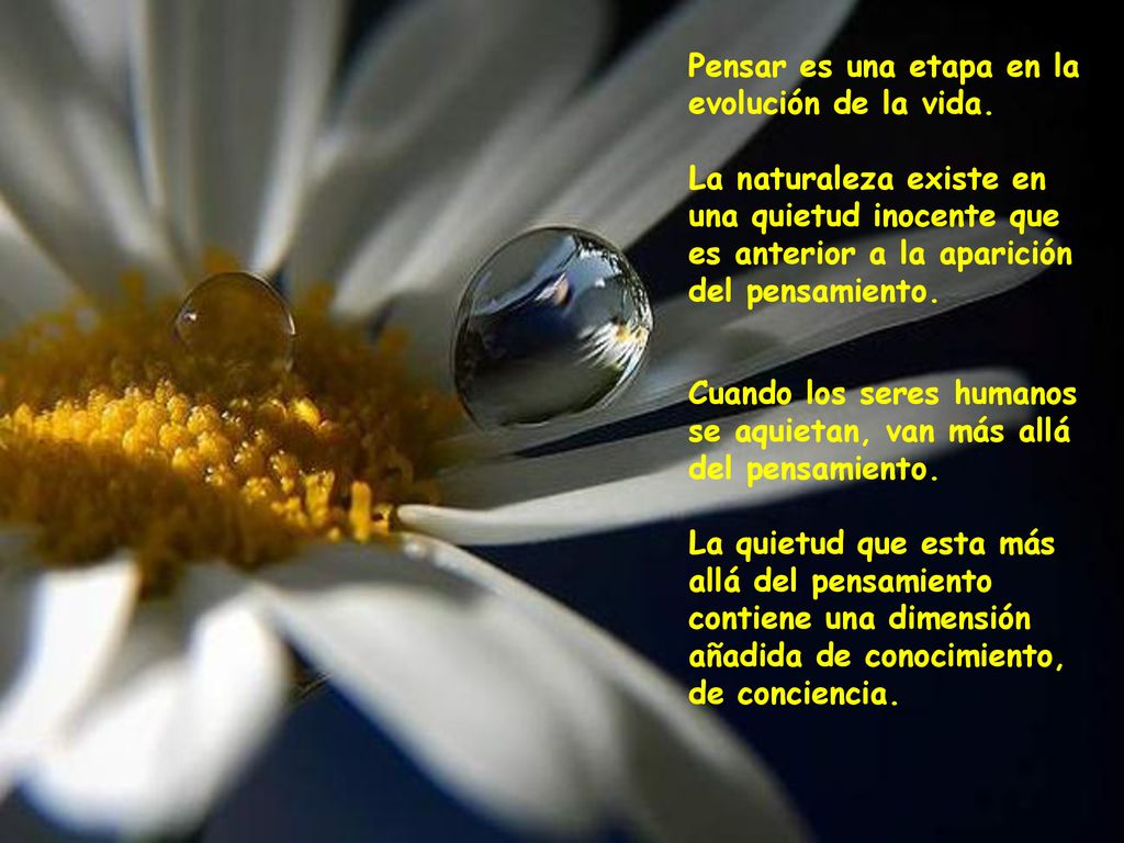 Pensar es una etapa en la evolución de la vida.