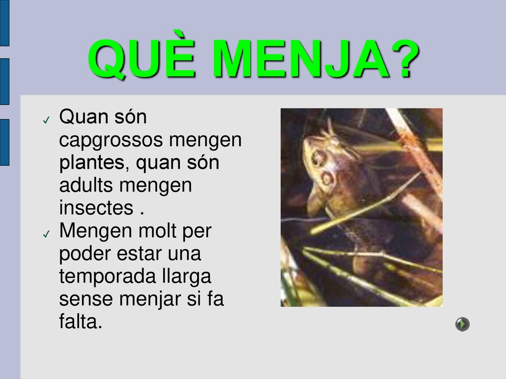 QUÈ MENJA Quan són capgrossos mengen plantes, quan són adults mengen insectes .