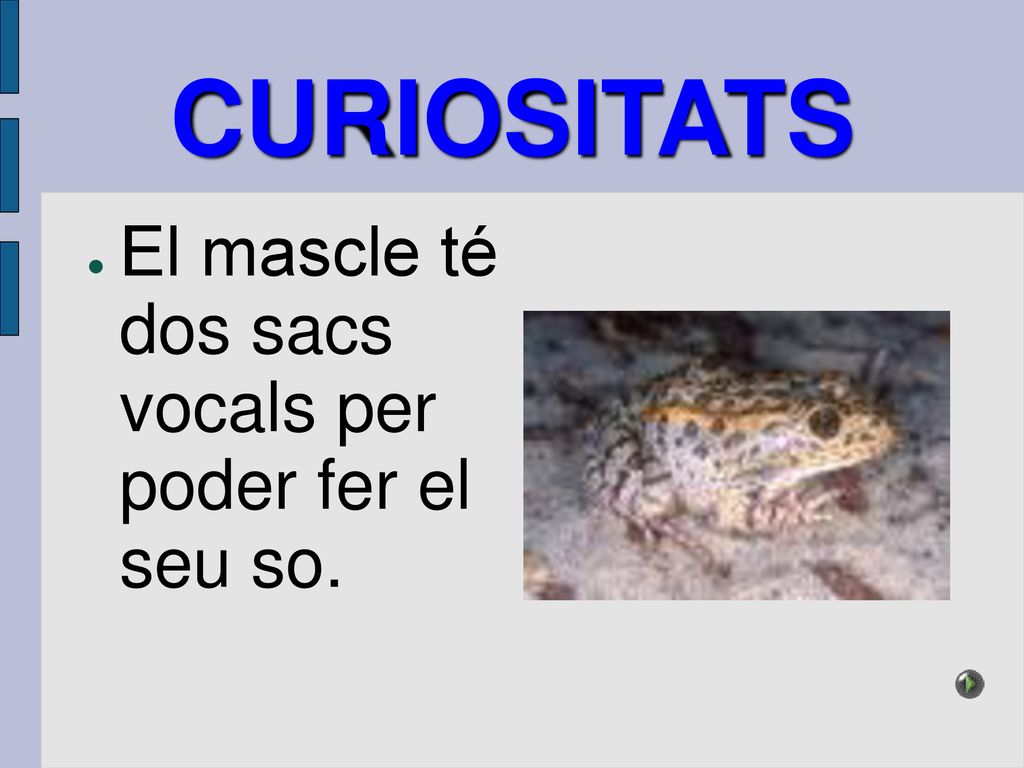 CURIOSITATS El mascle té dos sacs vocals per poder fer el seu so.