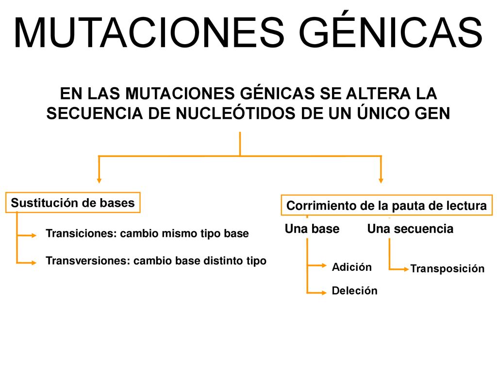MUTACIONES GÉNICAS EN LAS MUTACIONES GÉNICAS SE ALTERA LA SECUENCIA DE NUCLEÓTIDOS DE UN ÚNICO GEN.