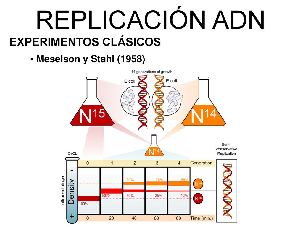 REPLICACIÓN ADN EXPERIMENTOS CLÁSICOS Meselson y Stahl (1958) 16 16
