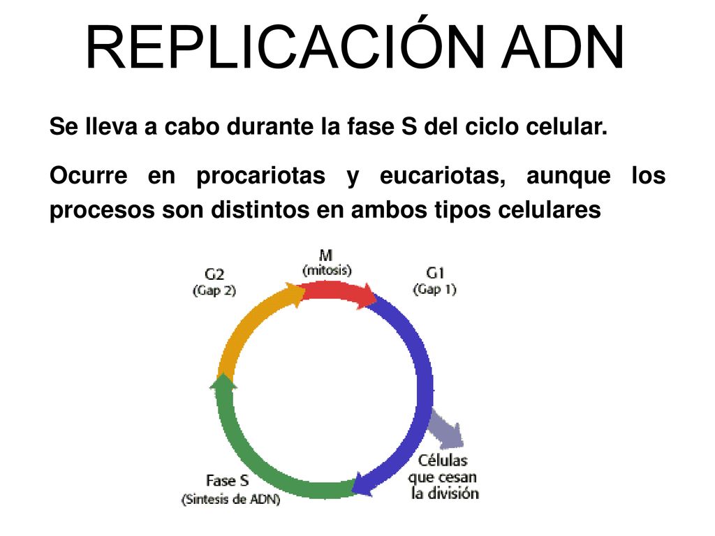 REPLICACIÓN ADN Se lleva a cabo durante la fase S del ciclo celular.