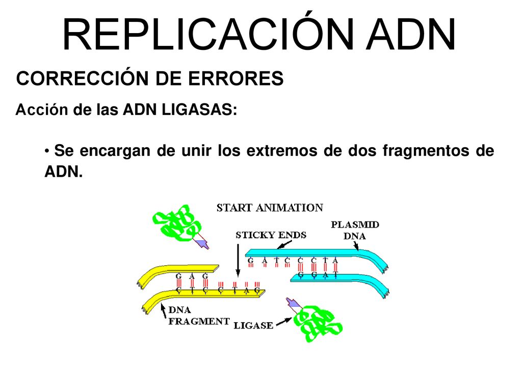 REPLICACIÓN ADN CORRECCIÓN DE ERRORES Acción de las ADN LIGASAS: