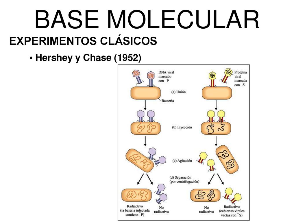 BASE MOLECULAR EXPERIMENTOS CLÁSICOS Hershey y Chase (1952) 7 7