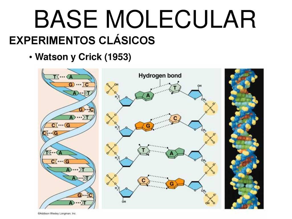 BASE MOLECULAR EXPERIMENTOS CLÁSICOS Watson y Crick (1953) 9 9