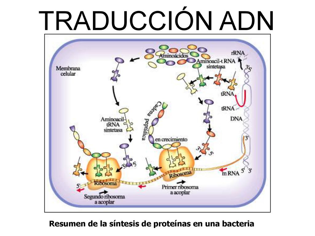TRADUCCIÓN ADN Resumen de la síntesis de proteínas en una bacteria