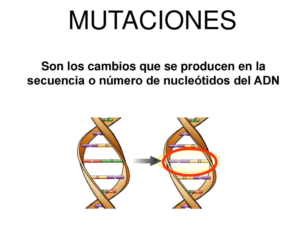 MUTACIONES Son los cambios que se producen en la secuencia o número de nucleótidos del ADN
