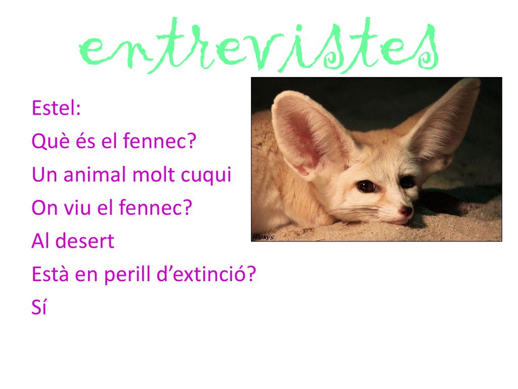entrevistes Estel: Què és el fennec. Un animal molt cuqui On viu el fennec.