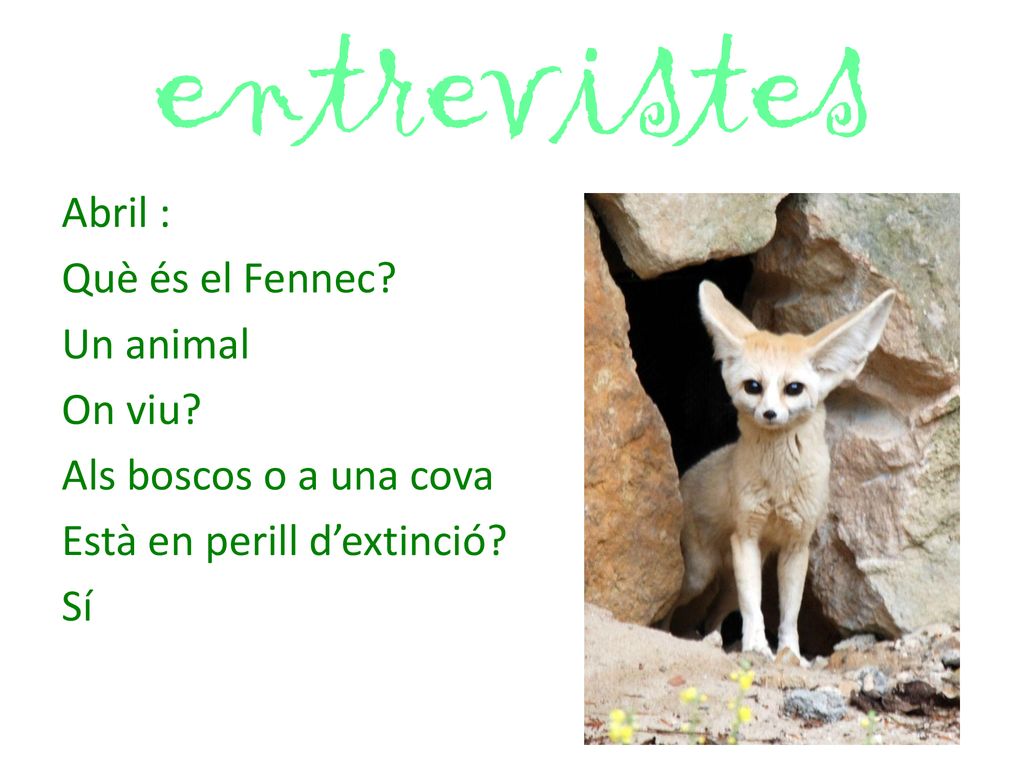 entrevistes Abril : Què és el Fennec. Un animal On viu.