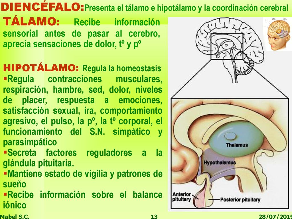 DIENCÉFALO:Presenta el tálamo e hipotálamo y la coordinación cerebral