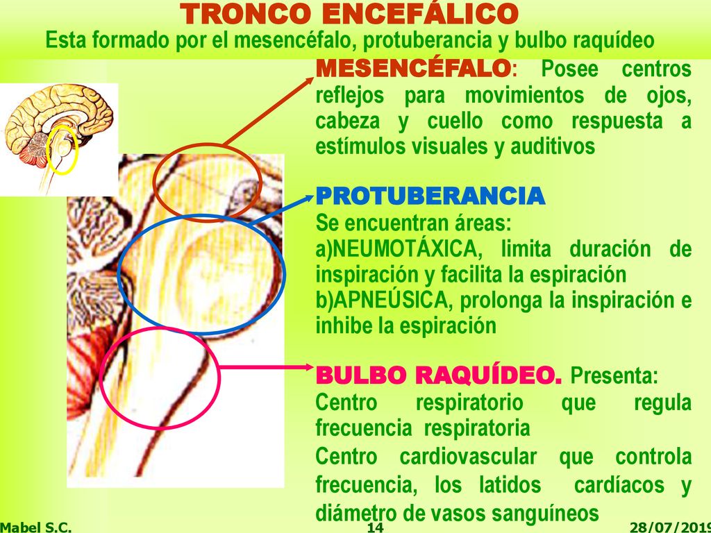 Esta formado por el mesencéfalo, protuberancia y bulbo raquídeo