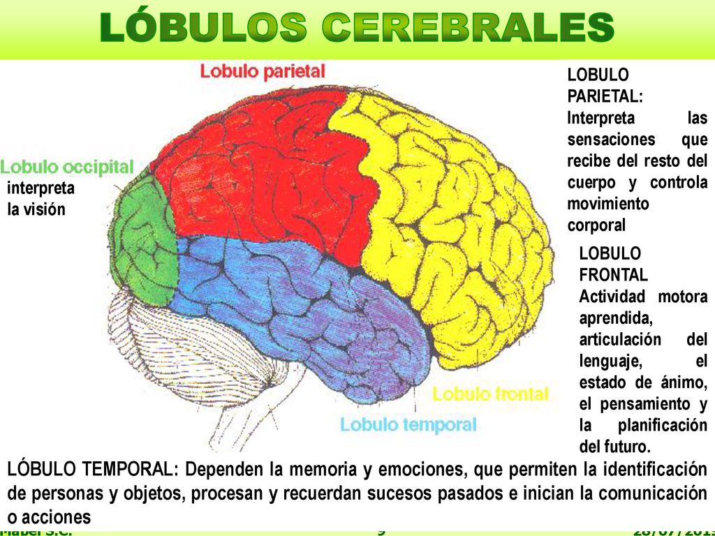 LÓBULOS CEREBRALES LOBULO PARIETAL: Interpreta las sensaciones que recibe del resto del cuerpo y controla movimiento corporal.