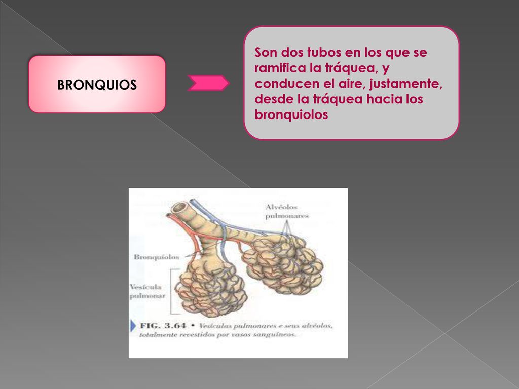 Son dos tubos en los que se ramifica la tráquea, y conducen el aire, justamente, desde la tráquea hacia los bronquiolos