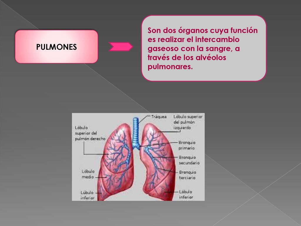 Son dos órganos cuya función es realizar el intercambio gaseoso con la sangre, a través de los alvéolos pulmonares.