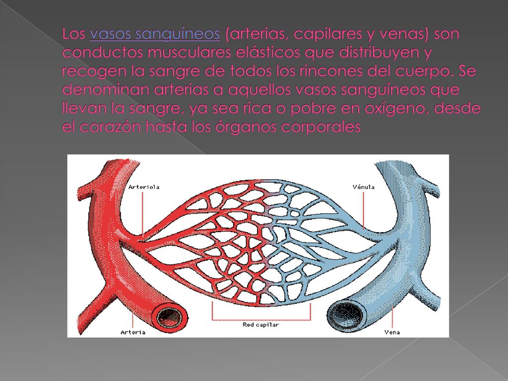 Los vasos sanguíneos (arterias, capilares y venas) son conductos musculares elásticos que distribuyen y recogen la sangre de todos los rincones del cuerpo.