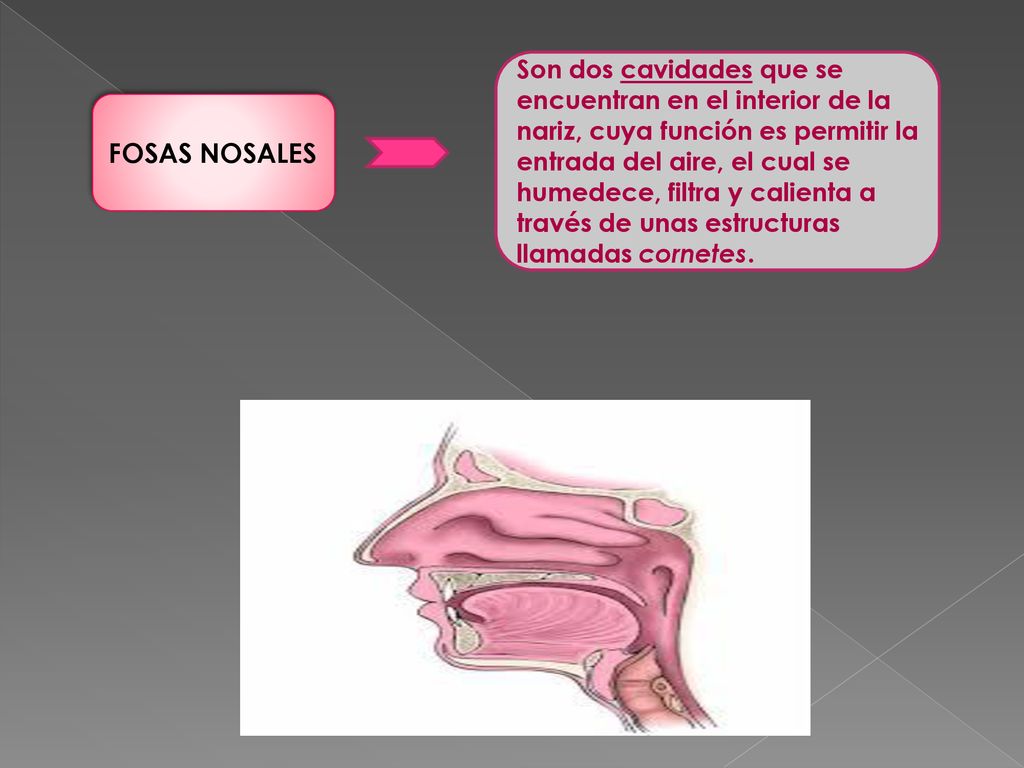 Son dos cavidades que se encuentran en el interior de la nariz, cuya función es permitir la entrada del aire, el cual se humedece, filtra y calienta a través de unas estructuras llamadas cornetes.