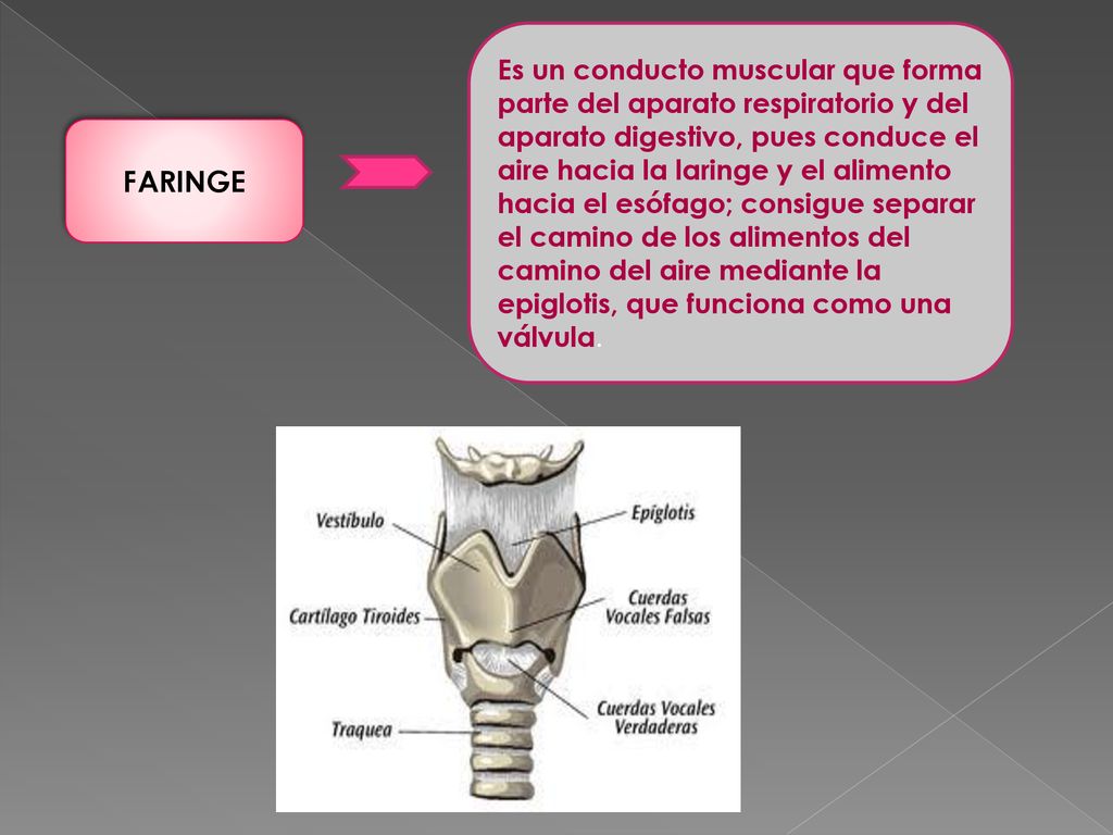 Es un conducto muscular que forma parte del aparato respiratorio y del aparato digestivo, pues conduce el aire hacia la laringe y el alimento hacia el esófago; consigue separar el camino de los alimentos del camino del aire mediante la epiglotis, que funciona como una válvula.