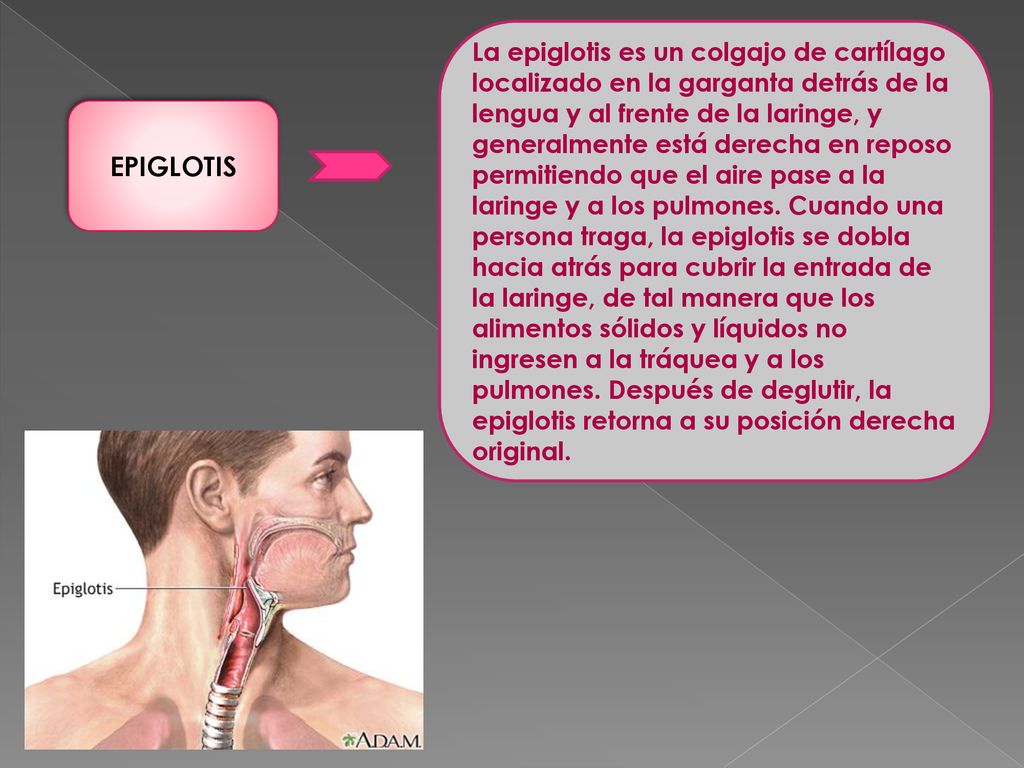 La epiglotis es un colgajo de cartílago localizado en la garganta detrás de la lengua y al frente de la laringe, y generalmente está derecha en reposo permitiendo que el aire pase a la laringe y a los pulmones. Cuando una persona traga, la epiglotis se dobla hacia atrás para cubrir la entrada de la laringe, de tal manera que los alimentos sólidos y líquidos no ingresen a la tráquea y a los pulmones. Después de deglutir, la epiglotis retorna a su posición derecha original.