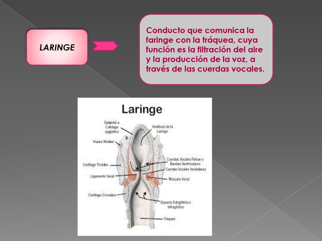 Conducto que comunica la faringe con la tráquea, cuya función es la filtración del aire y la producción de la voz, a través de las cuerdas vocales.