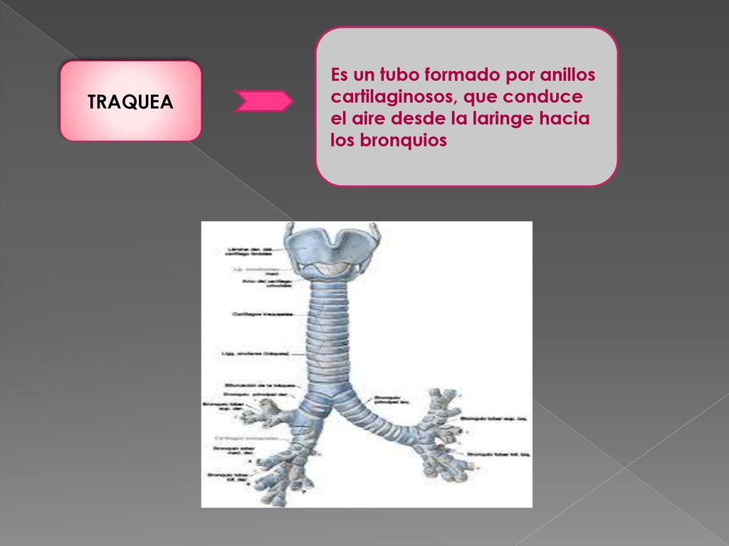 Es un tubo formado por anillos cartilaginosos, que conduce el aire desde la laringe hacia los bronquios