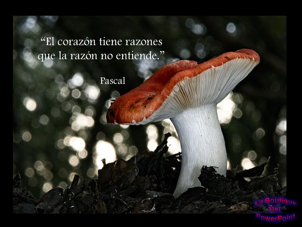 El corazón tiene razones que la razón no entiende.