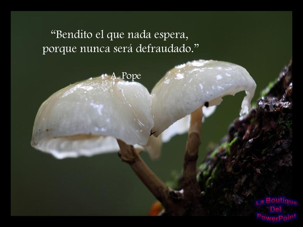 Bendito el que nada espera, porque nunca será defraudado.