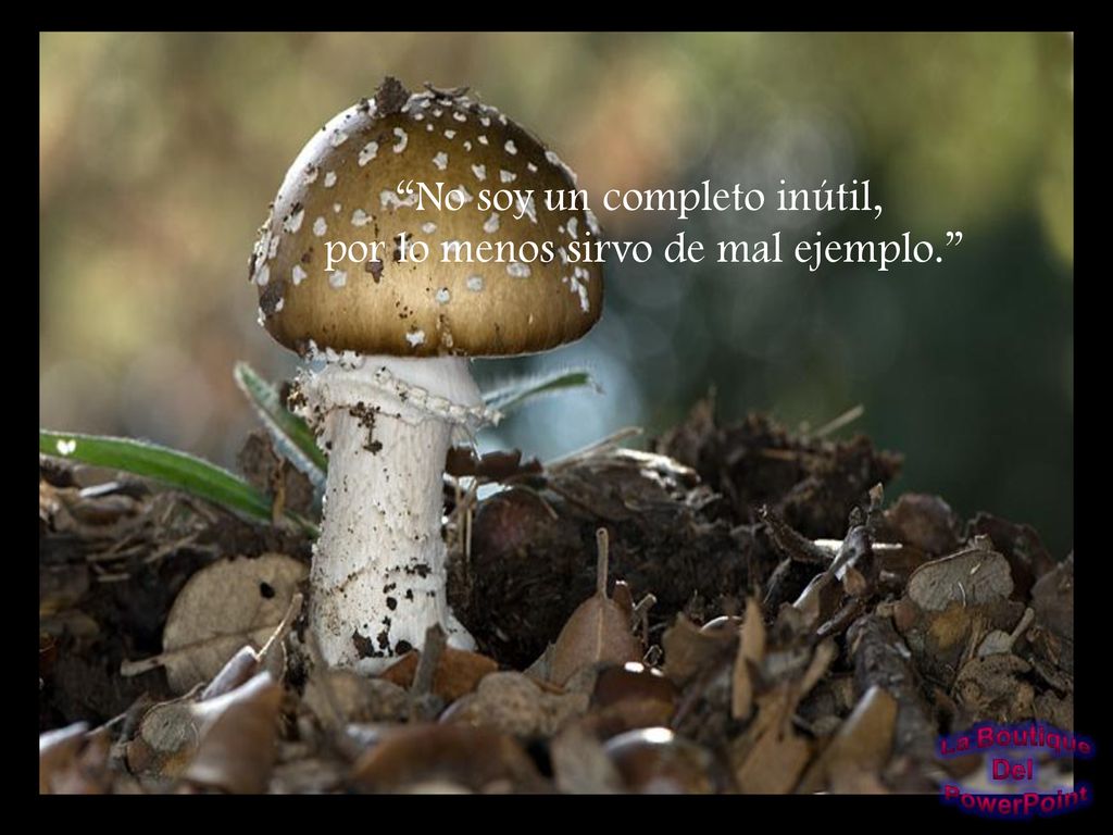 No soy un completo inútil, por lo menos sirvo de mal ejemplo.
