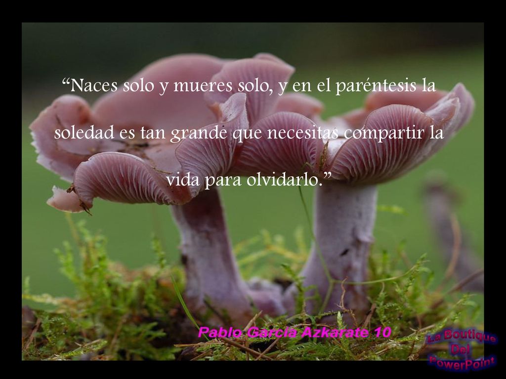 Naces solo y mueres solo, y en el paréntesis la