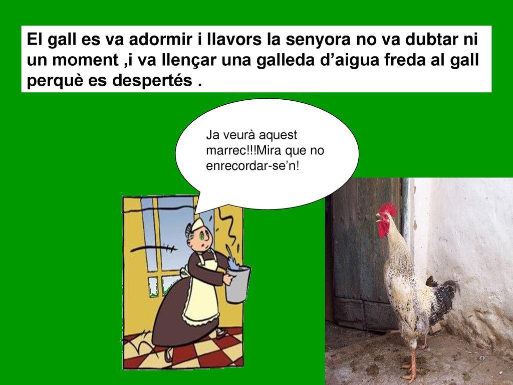 El gall es va adormir i llavors la senyora no va dubtar ni un moment ,i va llençar una galleda d’aigua freda al gall perquè es despertés .