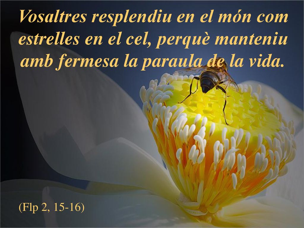 Vosaltres resplendiu en el món com estrelles en el cel, perquè manteniu amb fermesa la paraula de la vida.