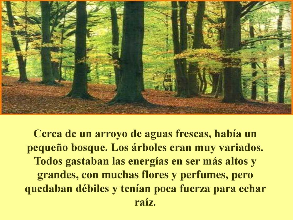 Cerca de un arroyo de aguas frescas, había un pequeño bosque