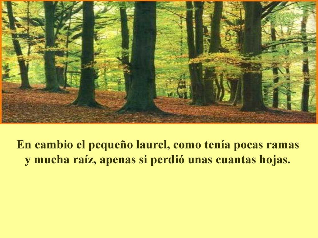 En cambio el pequeño laurel, como tenía pocas ramas y mucha raíz, apenas si perdió unas cuantas hojas.