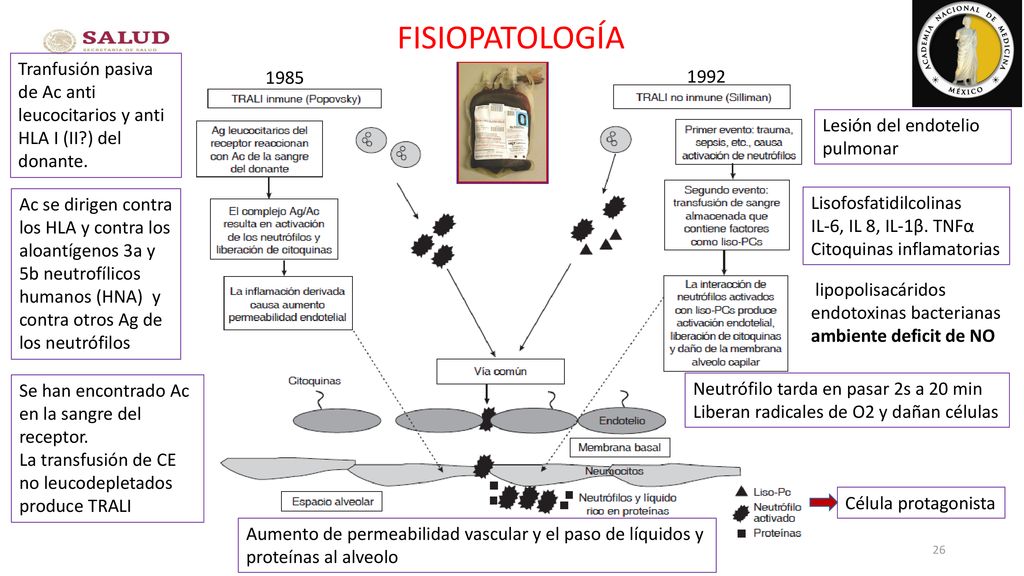FISIOPATOLOGÍA Tranfusión pasiva de Ac anti leucocitarios y anti HLA I (II ) del donante