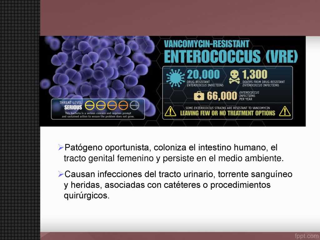 Patógeno oportunista, coloniza el intestino humano, el tracto genital femenino y persiste en el medio ambiente.