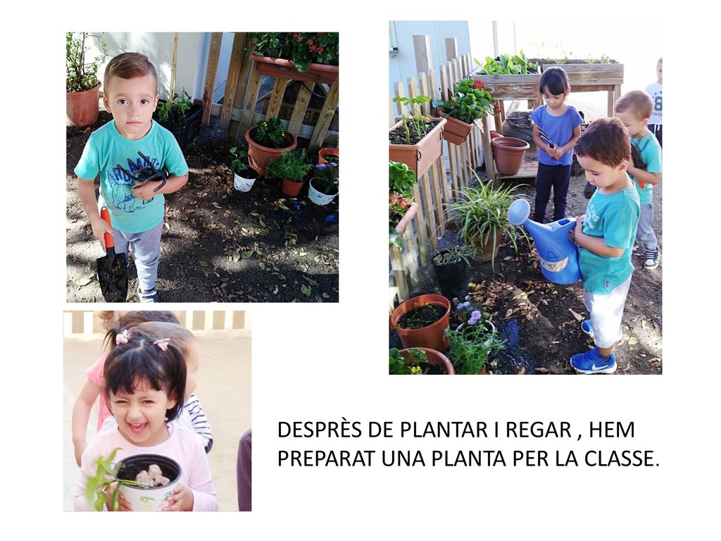 DESPRÈS DE PLANTAR I REGAR , HEM PREPARAT UNA PLANTA PER LA CLASSE.