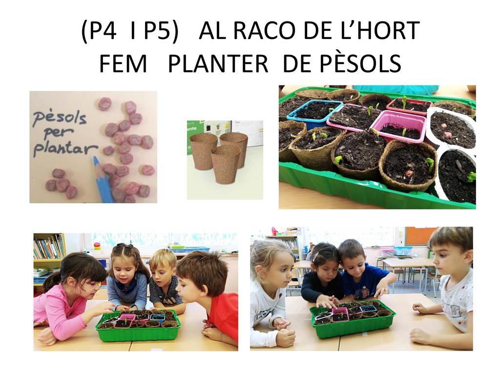 (P4 I P5) AL RACO DE L’HORT FEM PLANTER DE PÈSOLS