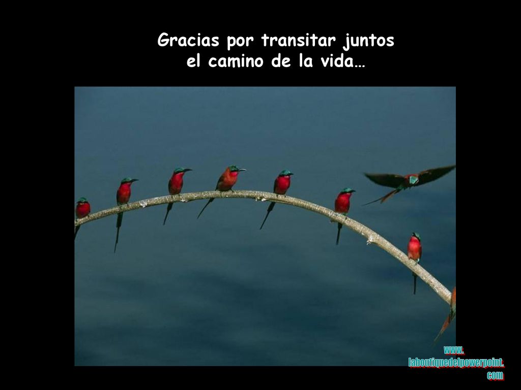 Gracias por transitar juntos el camino de la vida…