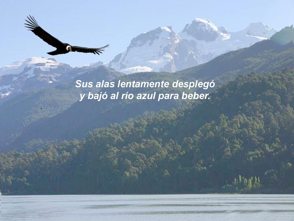 Sus alas lentamente desplegó y bajó al río azul para beber.