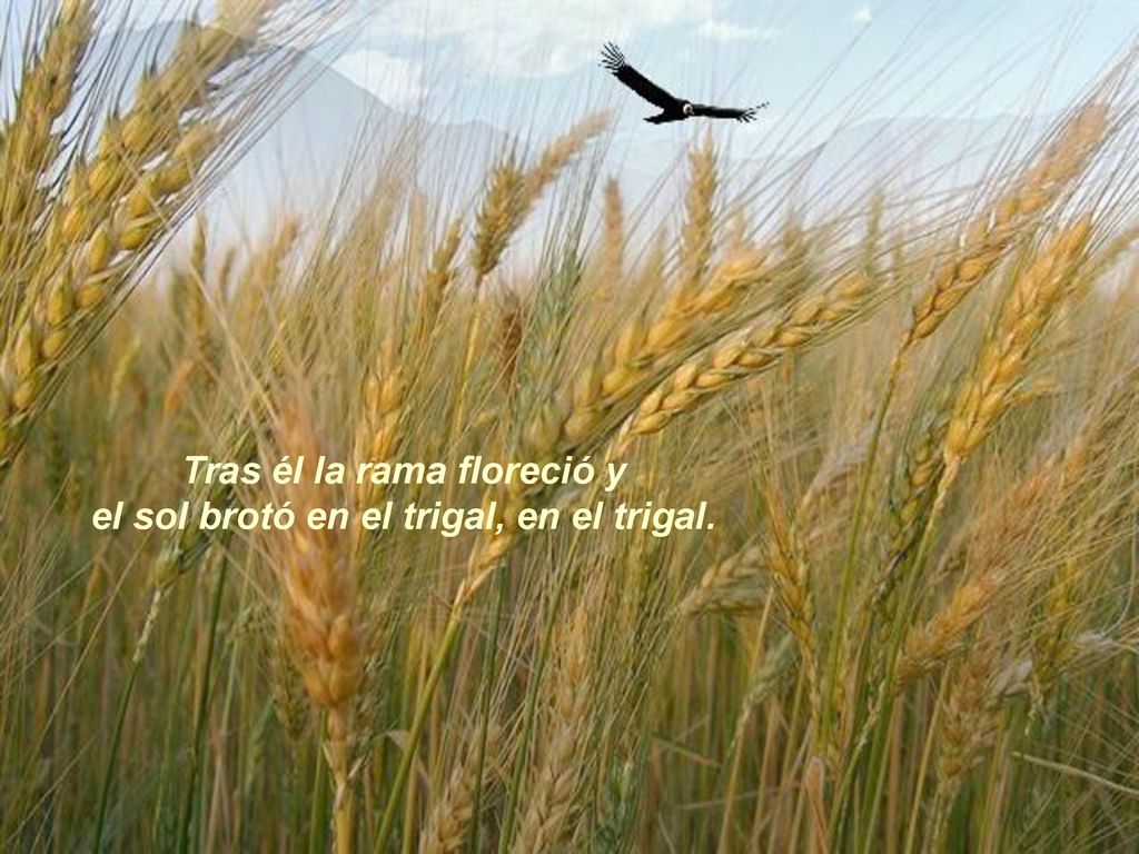 Tras él la rama floreció y el sol brotó en el trigal, en el trigal.