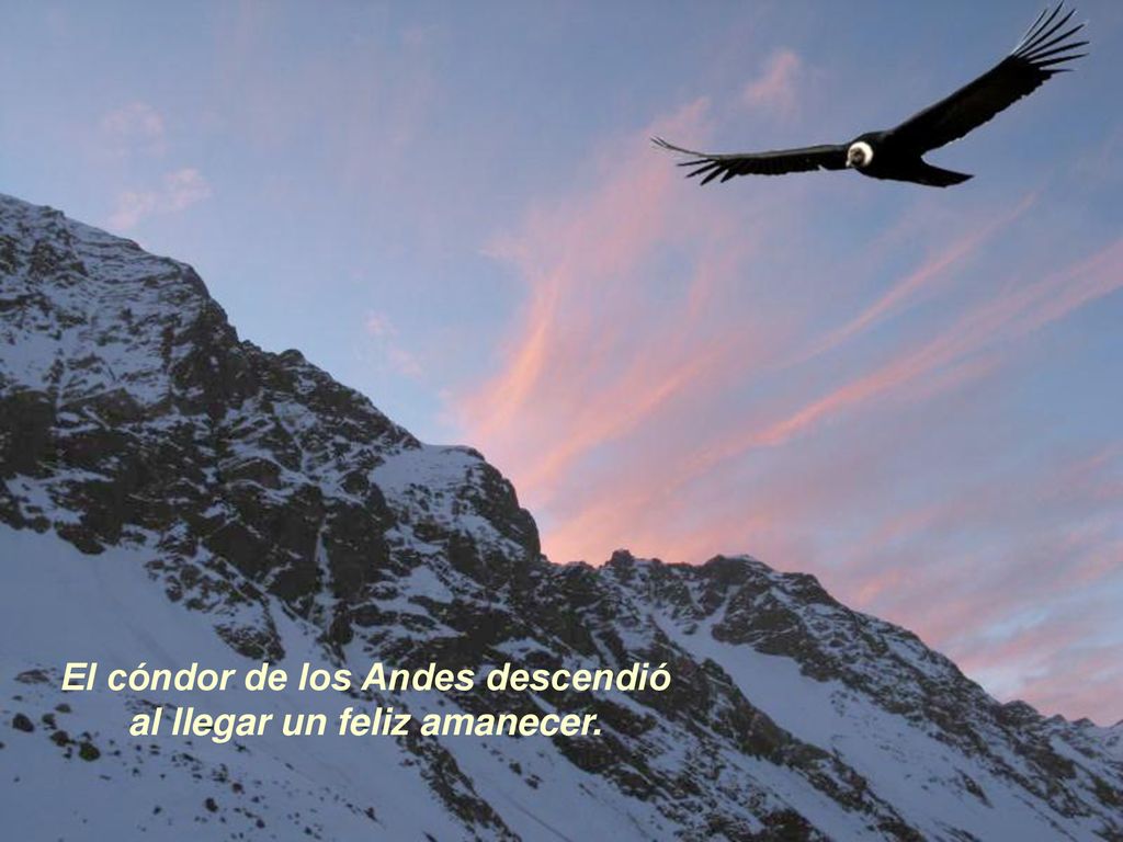 El cóndor de los Andes descendió al llegar un feliz amanecer.