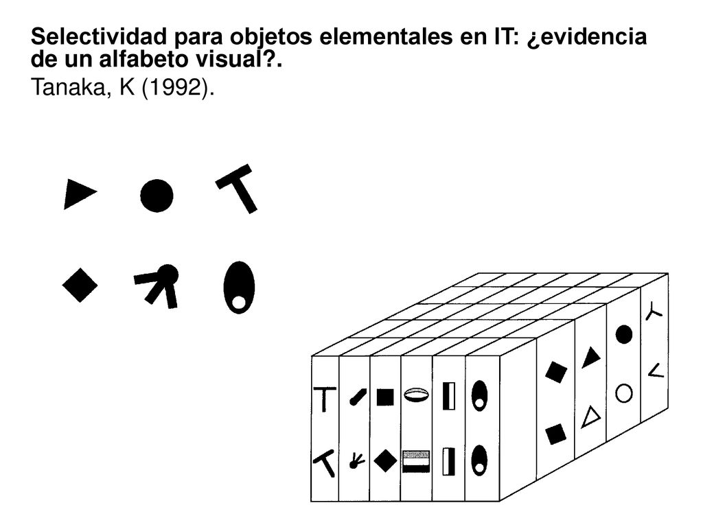 Selectividad para objetos elementales en IT: ¿evidencia de un alfabeto visual .