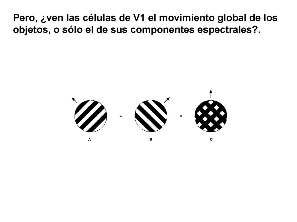Pero, ¿ven las células de V1 el movimiento global de los objetos, o sólo el de sus componentes espectrales .