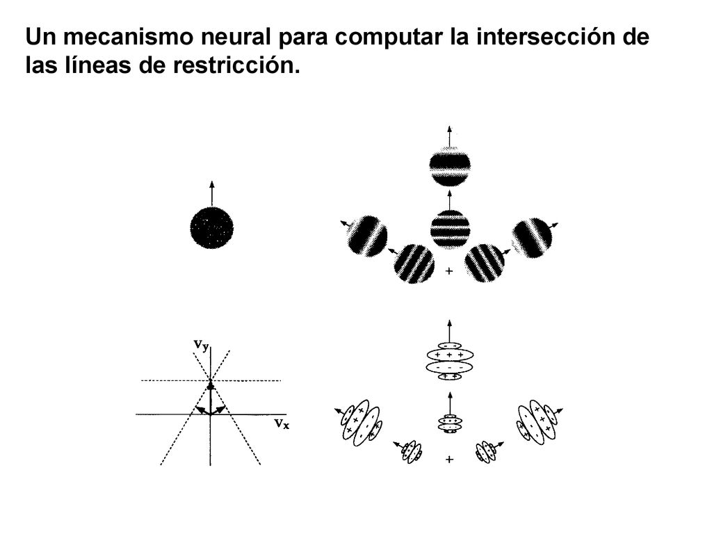 Un mecanismo neural para computar la intersección de las líneas de restricción.