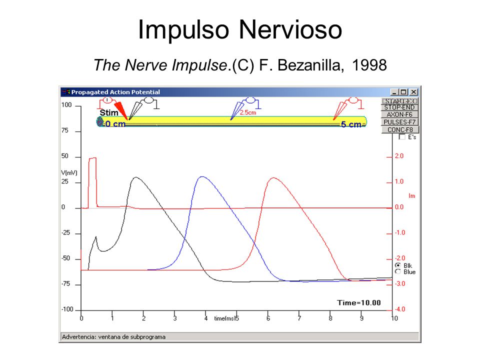 Impulso Nervioso The Nerve Impulse.(C) F. Bezanilla, 1998