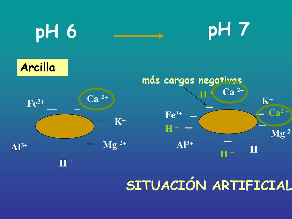 pH 7 pH 6 SITUACIÓN ARTIFICIAL Arcilla más cargas negativas Ca 2+ H +